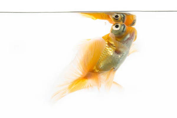 Gold Fish Isolated White Background — ஸ்டாக் புகைப்படம்