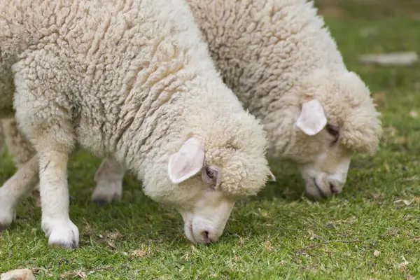 Cute Owiec Gospodarstwie Tle Natury — Zdjęcie stockowe