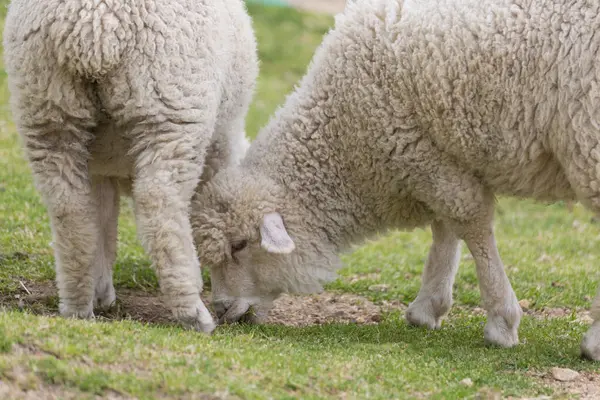 Owce Zielonej Trawie Słoneczny Dzień Farmie — Zdjęcie stockowe