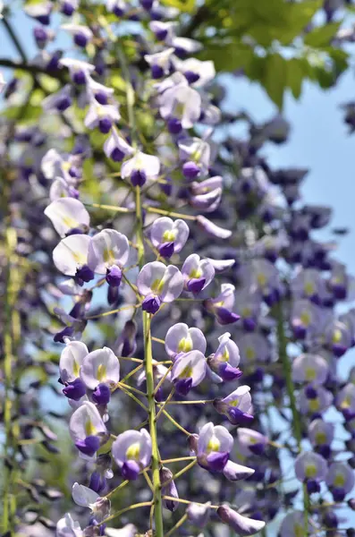 purple wisteria on the background of the blue sky.
