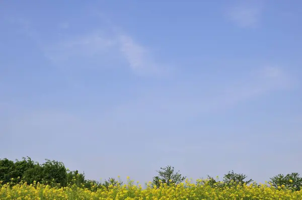 Wunderschöne Landschaft Mit Gelben Blumen Und Blauem Himmel lizenzfreie Stockbilder