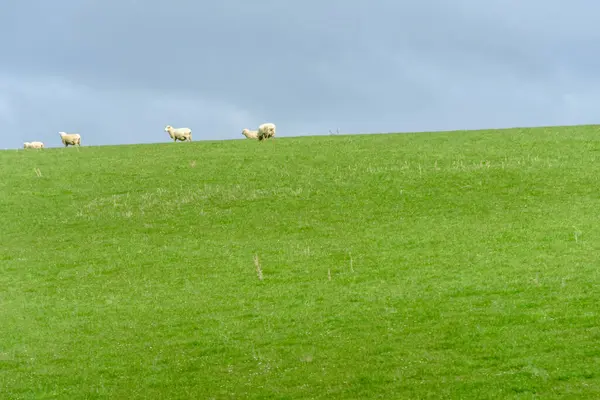 Beautiful Landscape Rural Field Sheep Grazing Green Meadow Royalty Free Stock Photos
