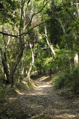 Yaz parkında yeşil ağaçlar, gündüz manzarası 