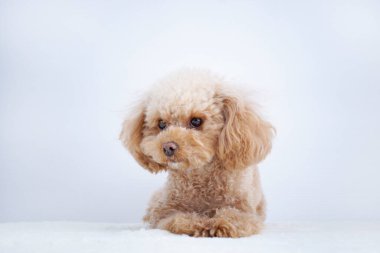 Beyaz arka planda izole edilmiş şirin köpeğin yakın plan fotoğrafı. 