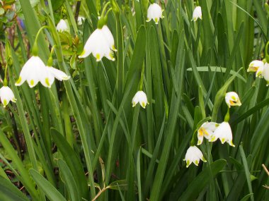 Yeşil çayırlarda ilkbahar çiçekleri, yakın plan