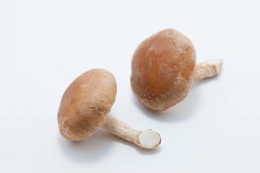 Beyaz arka plan üzerinde izole ham mantar 