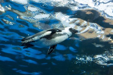 Denizde yüzen penguenler