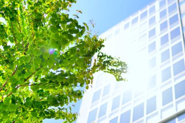 Şehirdeki taze yeşil yaprakların ve modern binaların yakın görüntüsü.                    