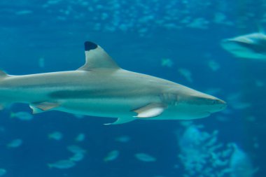 Köpekbalığı suda yüzüyor..