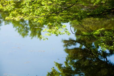 Ağaçlar su yüzeyinde yansıması.