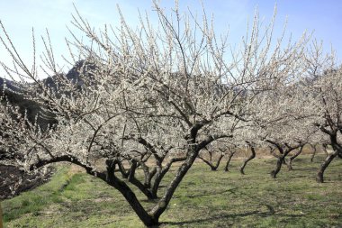 Japonya 'da güzel bahar ağaçları