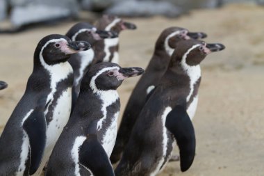 Afrika 'nın güneyindeki Afrika kral penguenleri