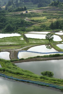 Dağlarda yeşil pirinç tarlaları