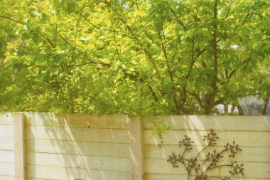 Doğada yaprakları olan yeşil ağaçlar