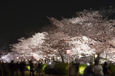  Japonya gece kiraz çiçekleri