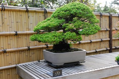 Bonsai tarzında minyatür saksı ağacı.
