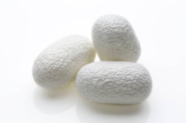 Arka planda ipek böceği kozaları