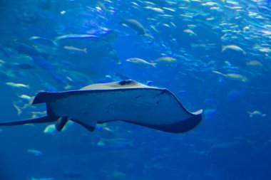 Deniz altı manzarası vatozlu ve balıklı  