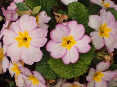 Parkta renkli çiçekler, yakın plan.