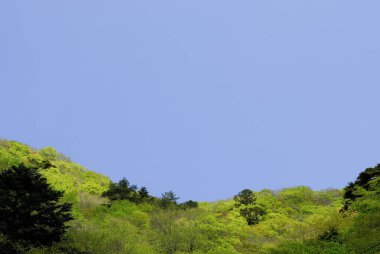 Ormanda yeşil ağaçlar ve mavi gökyüzü olan güzel bir manzara.  