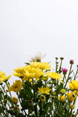 Beyaz arka planda güzel bir buket Kasımpatı çiçeği