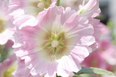 Bahçede yaz çiçekleri, yakın plan