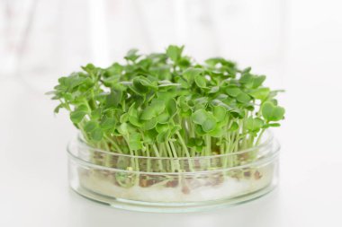 Beyaz arka planda küçük bir tencerede mikroyeşil filizler