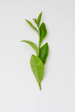 Beyaz arkaplanda yeşil çay yaprakları