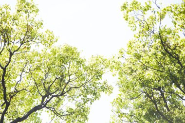 Ormanda yeşil ağaçlar