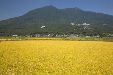 Yeşil ormanı, köyü ve sarı tarlası olan dağların güzel manzarası