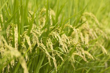 Pirinç kulağı. Paddy 'nin kulağına pirinç tohumları yakın plan. Güzel altın pirinç tarlası ve pirinç kulağı.