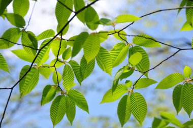 Yeşil yaprakları kapat