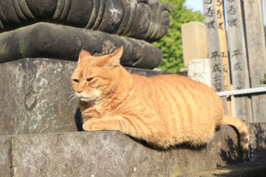 Güzel bir kırmızı kedi portresi. Yakından bak.