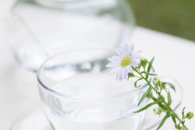 Cam şapkalı papatya çayı. Yaklaş.