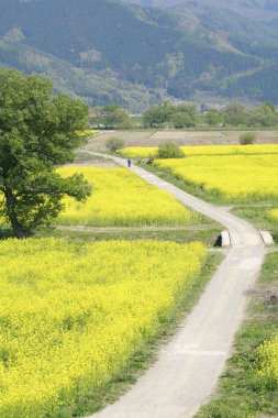 Çiçeklerle dolu bir tarlası ve bir dağı olan güzel bir manzara.