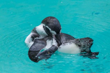 Suda yüzen sevimli penguenler 