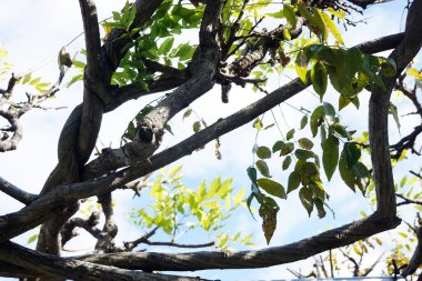Ağaçların dalları mavi gökyüzü arkaplanına karşı
