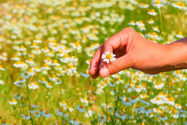 Tarlada elle çiçek toplarken