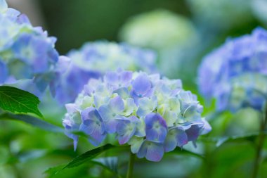 Bahçede açan güzel ortanca çiçekleri, yakın plan