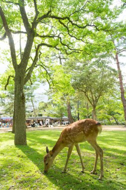 Geyik yeşil ağaçların altında otluyor.