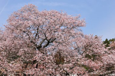 Bahçede güzel bahar çiçekleri     