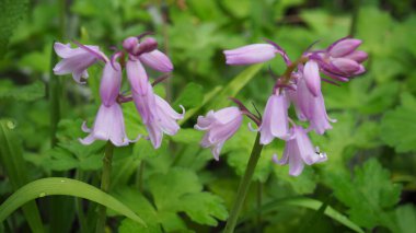 Bahçedeki güzel çiçekleri kapat.