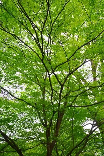 Fák Zöld Levelek Ágak — Stock Fotó