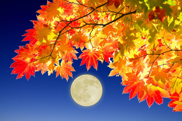 autumn background with maple leaves and full moon
