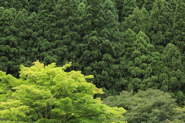 Scenic green forest with beautiful trees
