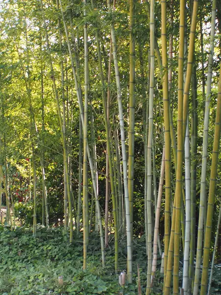 Bambuszfák Parkban — Stock Fotó