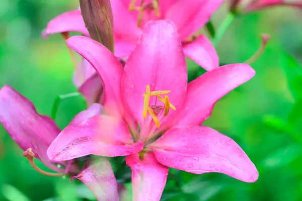 Денний Вид Літні Квіти — стокове фото