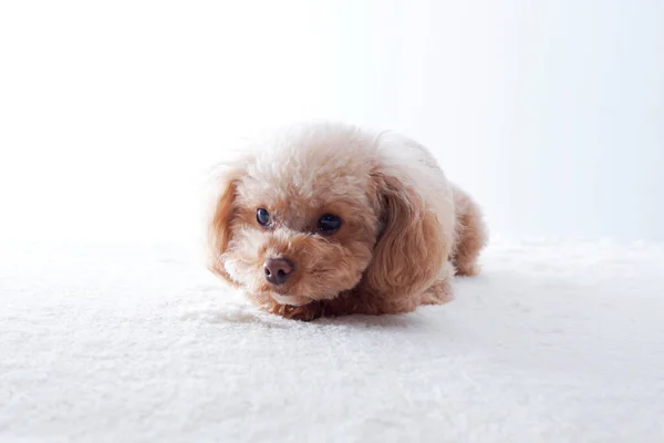 可愛い犬の肖像画 小さな子犬のクローズアップ — ストック写真