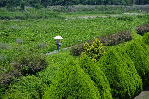 Krásný Výhled Zelenou Bujnou Vegetaci Venkově Japonsku — Stock fotografie