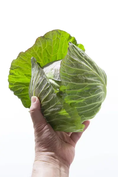 Beyaz Arka Planda Taze Yeşil Lahana Tutan Sağlıklı Gıda Konsepti — Stok fotoğraf